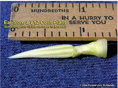 Silk elongation on the lower half of a V12 ear shoot; 10 to 14 days before silk emergence