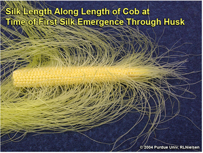 Variable silk length along length of cob at first silk emergence; illustrating the acropetal developmet of silks