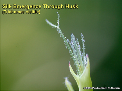 Trichomes visible on silks just emerging through husk leaves