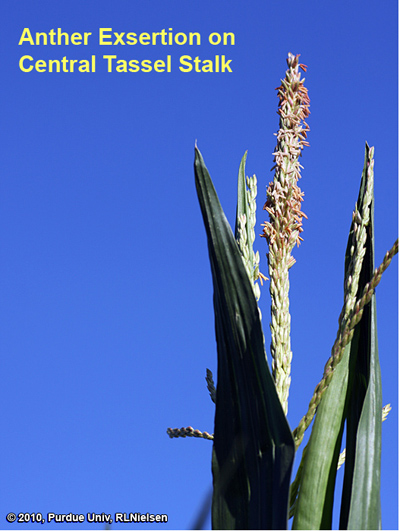 exserted anthers on a tassel