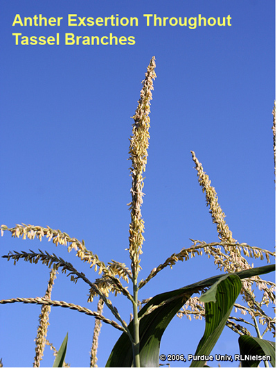 Closeup of anthers