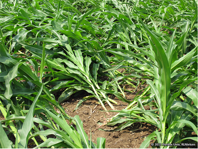 Once head-high corn plants, now flattened by wind