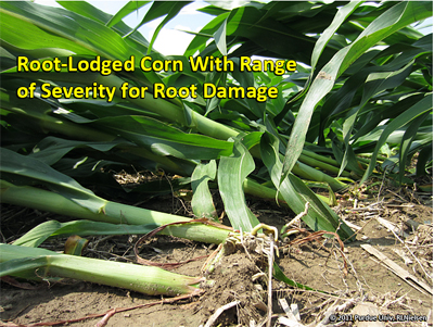 Root-lodged corn with range of severity for root damage