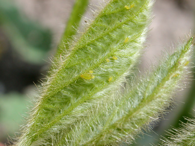 New soybean growth being colonized by aphids, note the adult female giving live birth