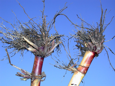 Cry3Bb1 traited (left) versus untreated (right) roots from Purdue efficacy trial a few years ago