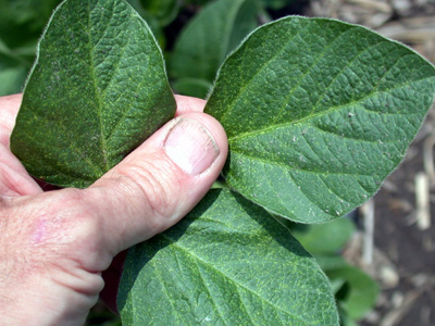 Stippling, beginning of spider mite leaf damage