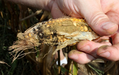 Figure 1. Aspergillus ear rot of corn (Photo by Burt Bluhm)