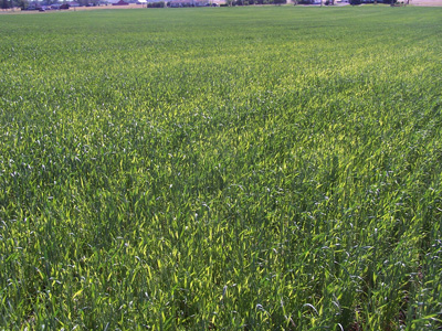 Needle nematode damaged area of wheat field (Photo Credit: Rick Scranton)