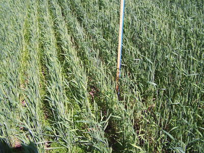 Severely damaged area of field (Photo Credit: Rick Scranton)