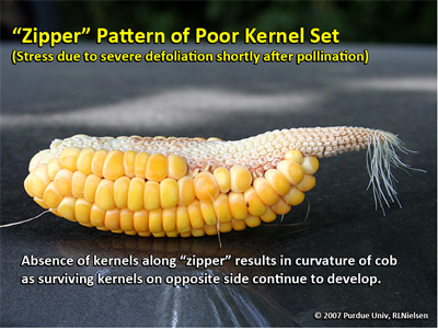 zipper pattern of poor kernel set