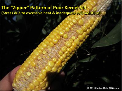 zipper pattern of poor kernel set