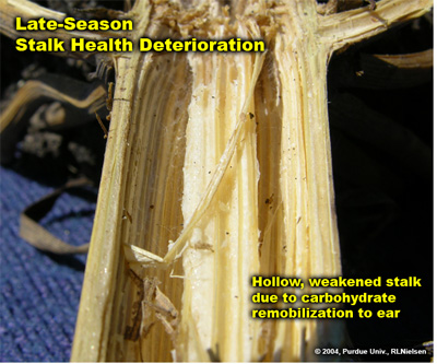 Late season stalk health deterioration