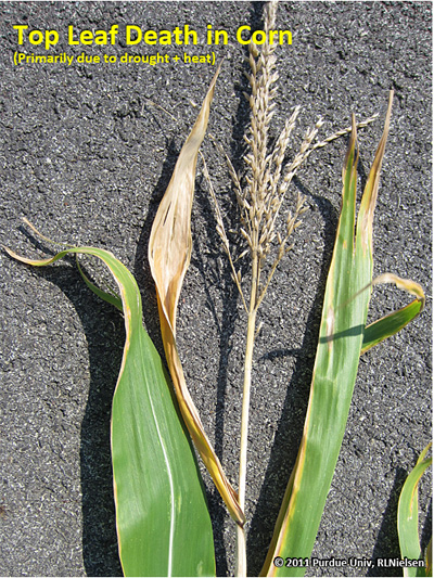 Top leaf death in corn