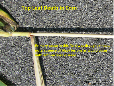 Top leaf death in corn