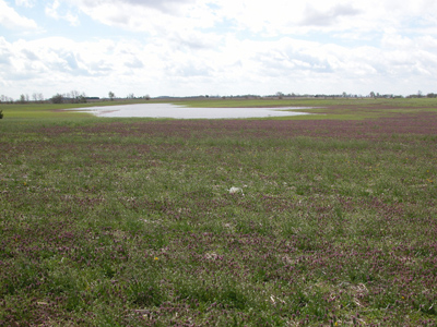 Weed growth challenge and ponded water challenge.