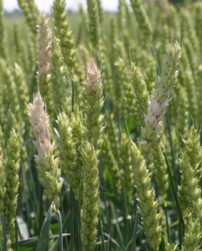 Figure 2. The bleached spikelets present on the wheat head is diagnostic of Fusarium head blight