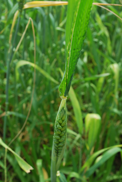 Figure 1. Tip of wheat head snagged on the flag leaf collar and thus, head splitting the leaf sheath.