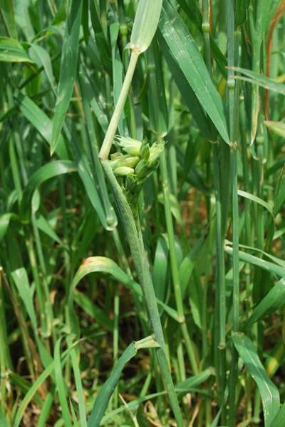 Figure 2. Tip of wheat head snagged on the flag leaf collar and the rest of the head is pushed out the side.