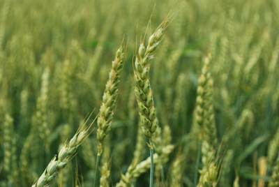 Figure 3. Semi-straightened wheat head that resulted from a snag during head emergence.