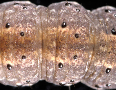 Notice the course texture, bumps, of the black cutworm skin