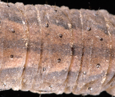 Close-up of the dingy cutworm skin shows that it is relatively smooth