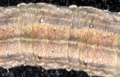 Claybacked cutworm skin texture is similar to the dingy, mostly smooth (Thanks to Darren Goeble, Pioneer Hybrids, for sending larvae from Knox County