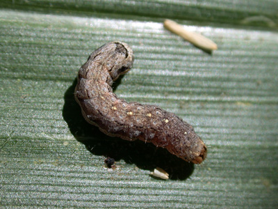 Variegated cutworm have distinct dorsal, yellowish dots on several of both segments