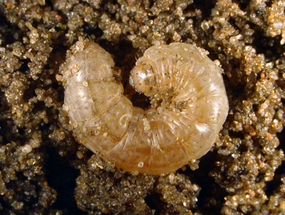 Sandhill cutworm are smooth and almost translucent