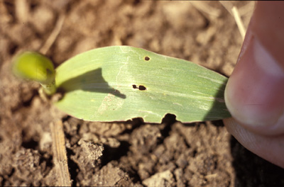 Small blackcuworm's leaf feeding