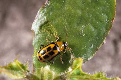 Bean leaf beetle feeding on cotyledon