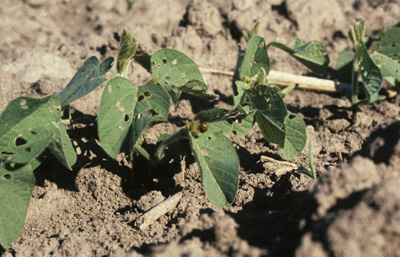 Eye-catching, but non-economic unifoliate leaf feeding