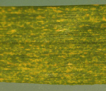 Figure 2. Magnification of advanced foliar symptoms. Unlike other bacgterial infections, neither oozing nor water-soaking is present (Photo credit: Tom Isakeit)