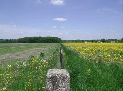 Figure 3. Fall applications of glyphosate were applied on the left field, the right field did not receive a fall application