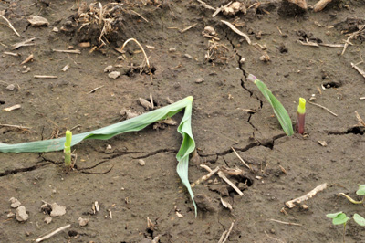 Cut plants and pulled under leaves by BCW larvae