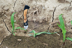 Two wilting plants from underground BCW feeding