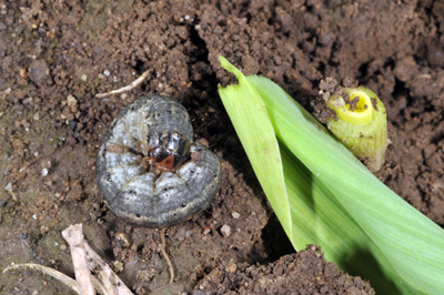 BCW larva next to cut plant