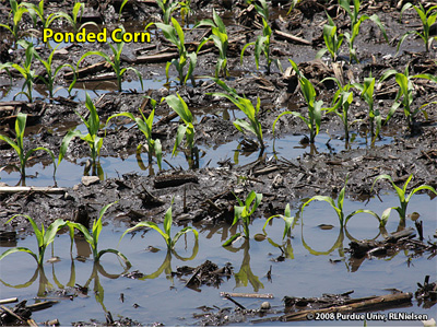 Ponded corn