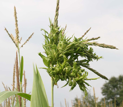 Figure 2. Deformed, proliferating tassels are a common symptom of crazy top in corn. The disease is rarely yield-limiting. (Picture courtesy G. Shaner)