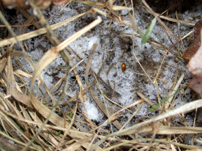 Bean leaf beetle overwintering under field-side residues