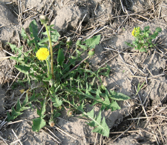 Dandelion weed