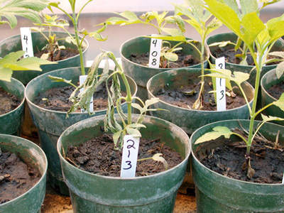 european corn borer damage to giant ragweed, lab study