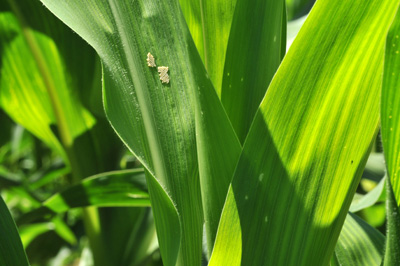 Fresh egg mass, with larval leaf feeding on whorl stage corn