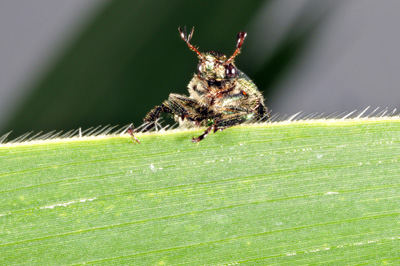Japanese beetle peering over corn leaf