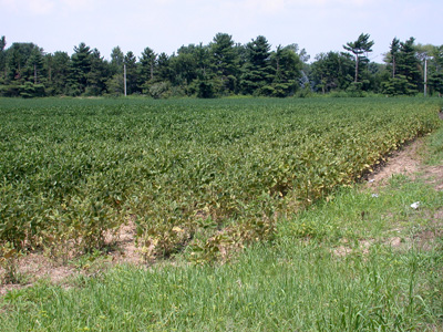 Spider mite damage moving into a field