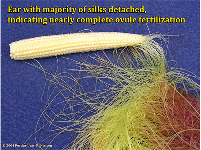 Ear with majority of silks detached indicating nearly complete fertilization of ovules