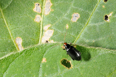 Close-up of redheaded flea beetle