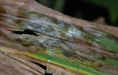 Figure 2. Bacterial ooze on leaves is a sign of Goss's wilt.