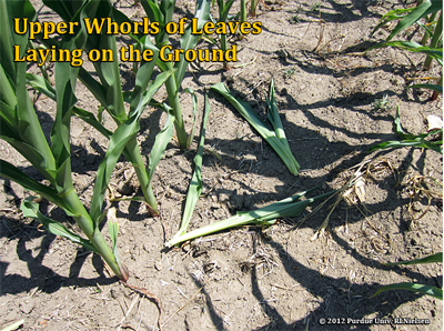 Upper whorls of leaves laying on the ground