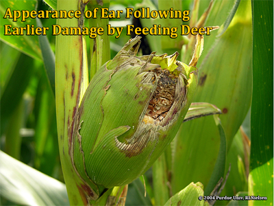 Appearance of ear following earlier damage by feeding deer