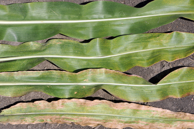 Levels of spider mite damage to corn leaves